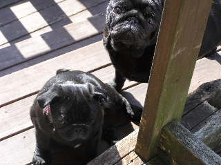 まろんといちご