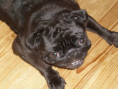 ガハガハくるみ