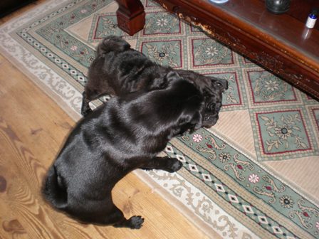 くるみとメロン2