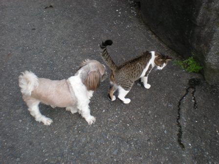 レモンと猫さん２