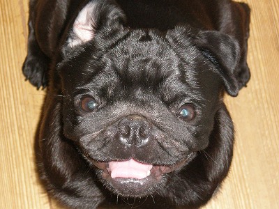 ヤキモチ焼きのいちご