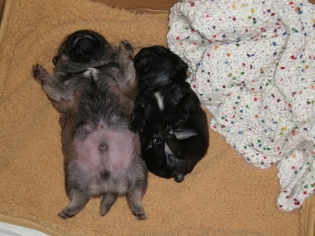 ダブルへそ天２