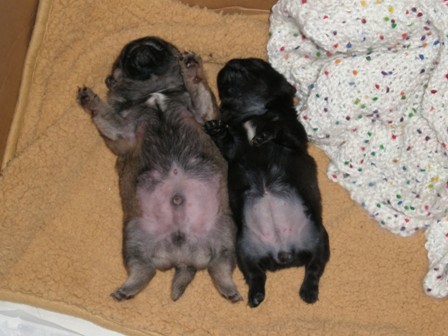 ダブルへそ天３