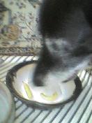 コロちゃんといっしょ