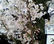2006　桜.JPG