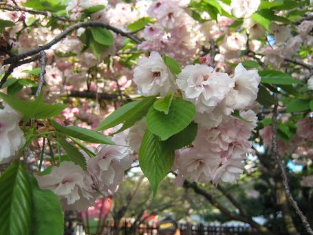 今年の桜