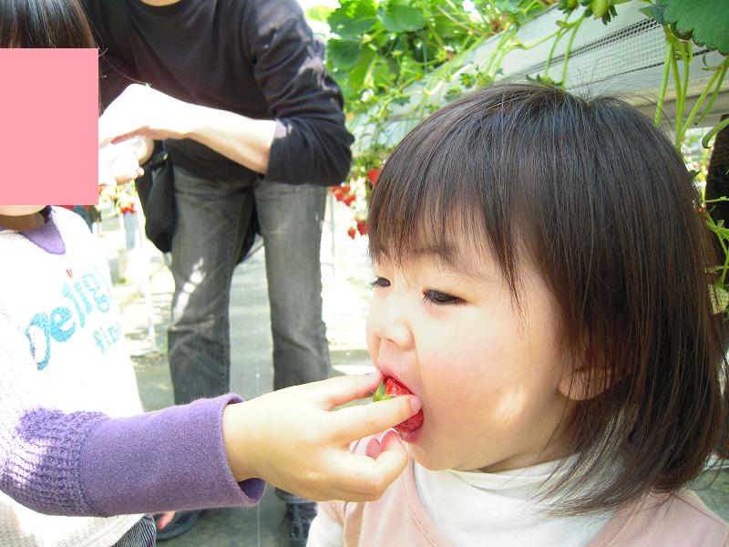 いちごを食べる