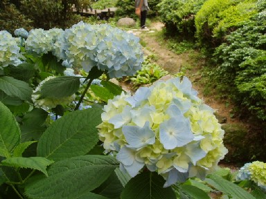 1070708六甲高原植物園 009.jpg