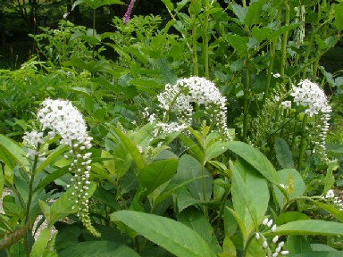 1070708六甲高原植物園 039.jpg