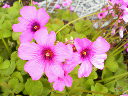 200704081451桜草.jpg