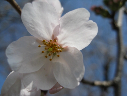 桜.jpg