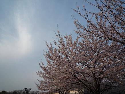 2010 sakura 002.jpg