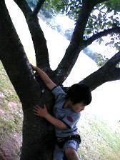 ハー君木登り：小