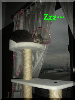 Zzz.jpg