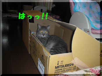 ぽっちゃん動画 001.jpg
