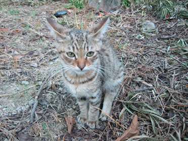 野良猫6