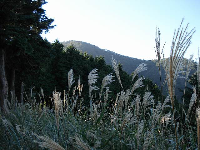 すすきと大山