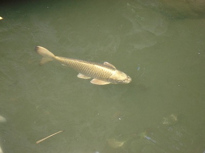 黄金の鯉