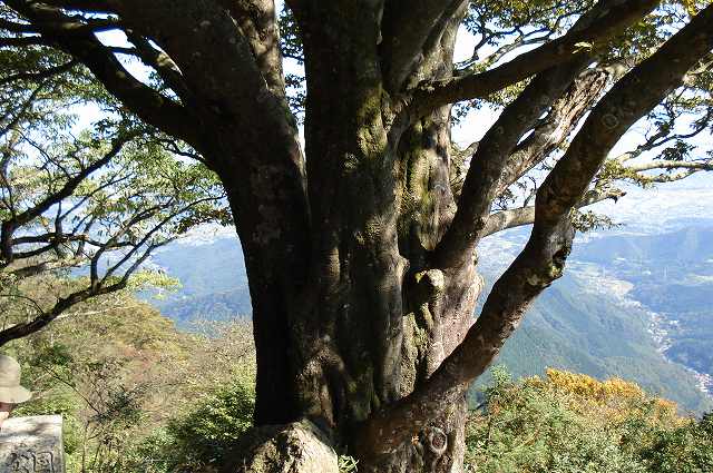 雨振らしの木