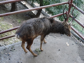 実は私飼われています