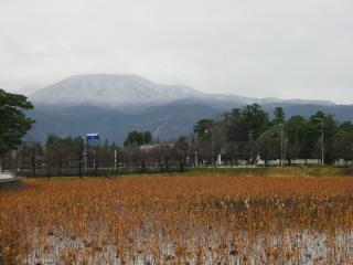 高田公園の蓮と妙高の山