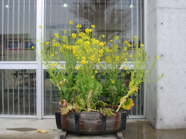 千倉駅の菜の花