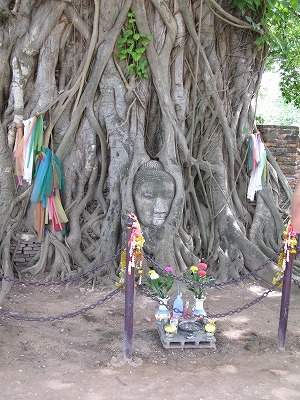 A head of budda in a tree