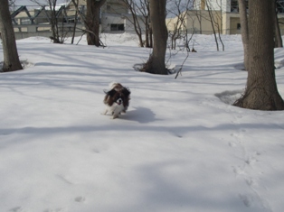 コピー ～ IMGP2175.JPG