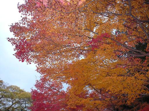 kamigamo_shrine_colored_leaves.JPG