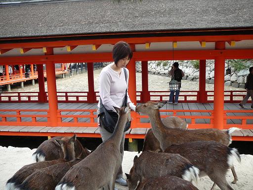 miyajima_sika.JPG