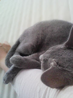 ねむいにゃぁ(=^･^=)