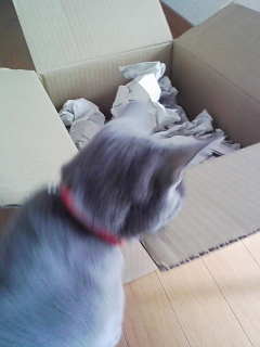 おっ！ダンボールじゃんっ！