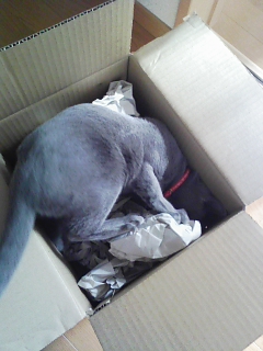 誰か隠れてるでしょーっ？！