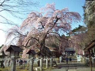 楽翁桜1