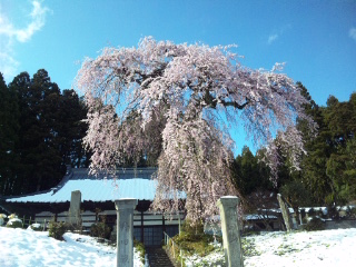 桜と寺