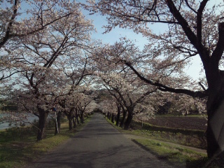 桜並木