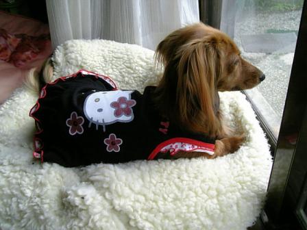 よそものはおらんか～