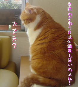 komechan.jpg