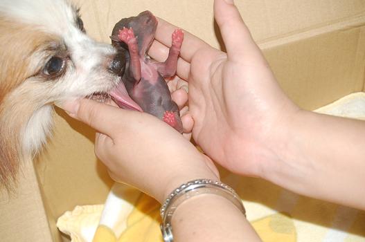 ニューフェイス 010.jpg