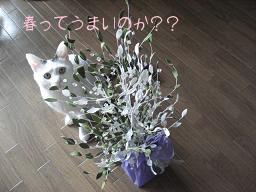 春1