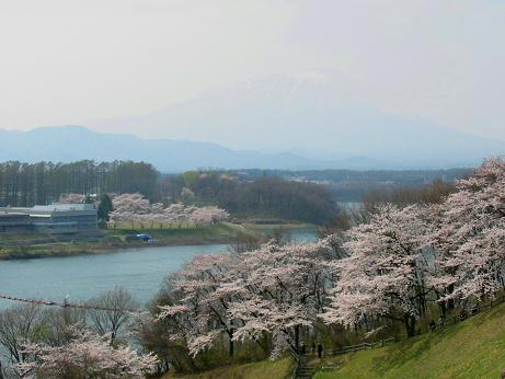 241)南部片富士湖と桜.jpg