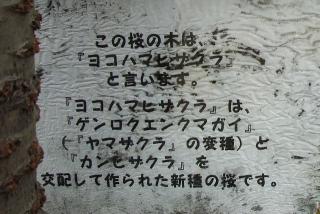 ヨコハマヒザクラ.JPG