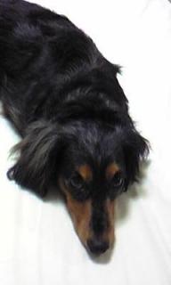 いらないって言ってるでしょ！