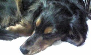 絶対食べない！