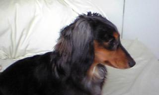 だめですか。。。