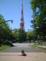 東京タワー.JPG