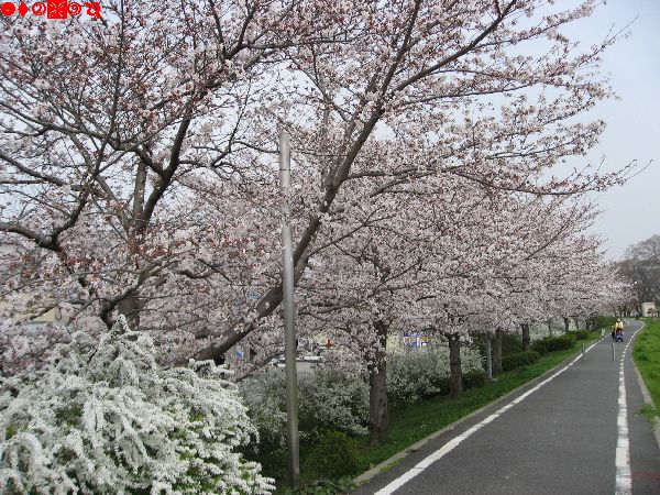 桜咲く