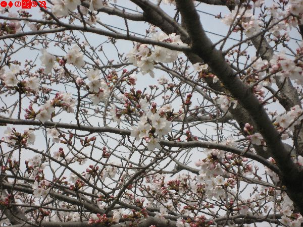 桜咲く