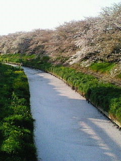 桜の川