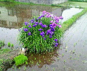 アヤメかショウブかカキツバタ…